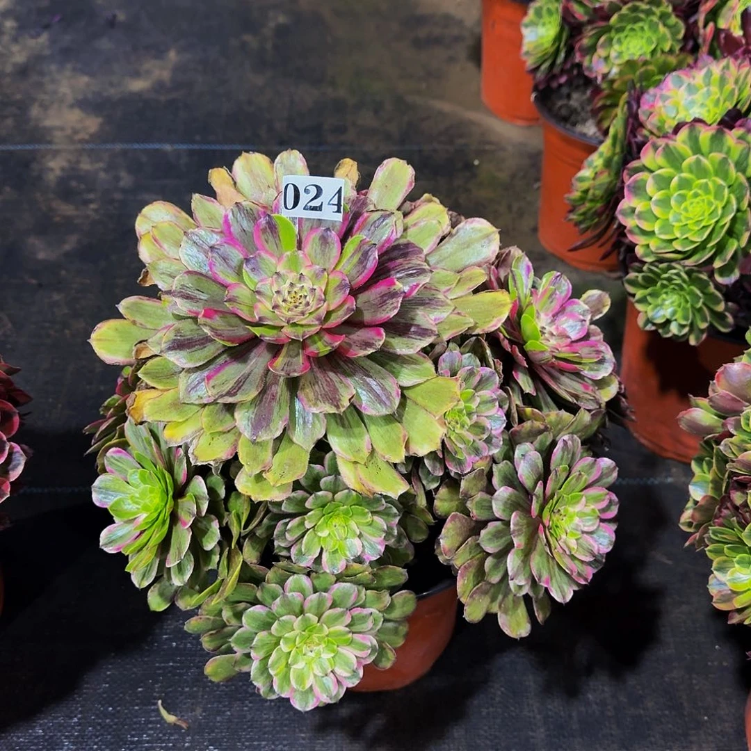 024花脸粉黛多肉植物