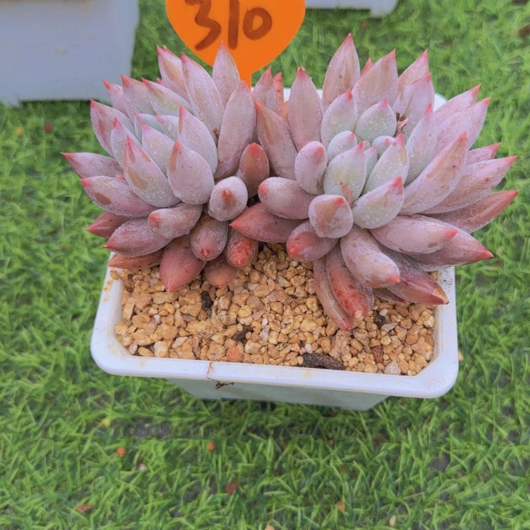 葫***子310多肉植物一物一拍