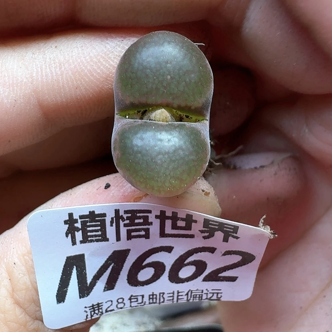 多肉植物的润泽地df