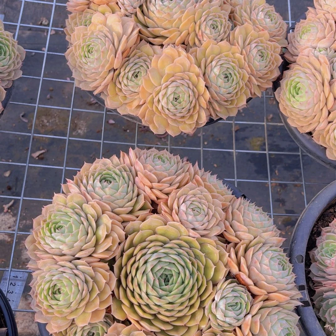 黄金昂斯诺一看手捧脱土发货