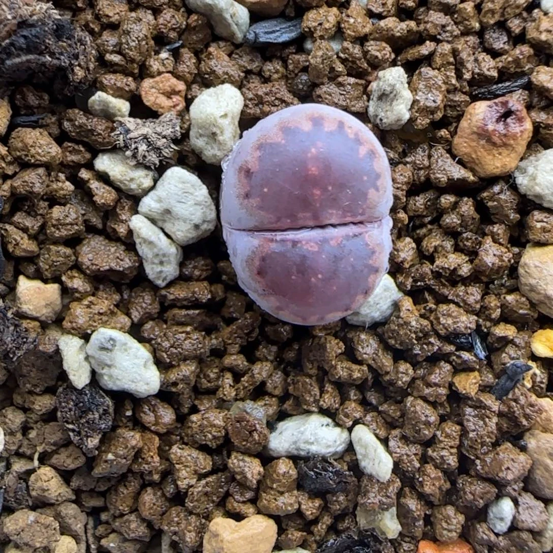 395甜甜圈饼干清框福利30包邮