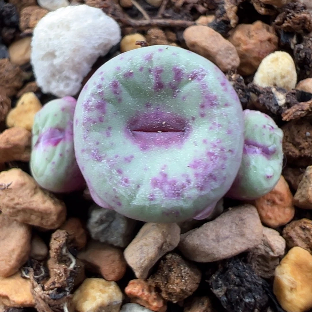 11.22好看的多肉脱土发货063