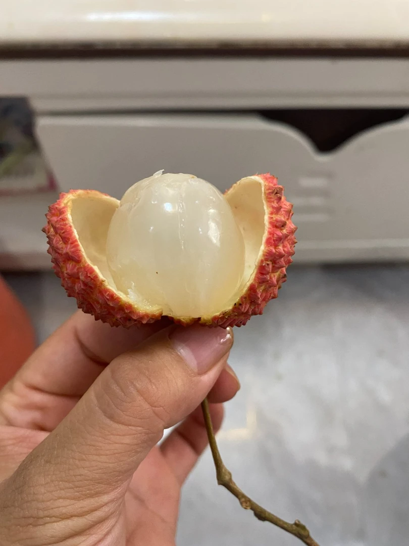 【两广专拍】罗播簕荔广西桂味荔枝新鲜现摘多汁香甜果园直发包邮