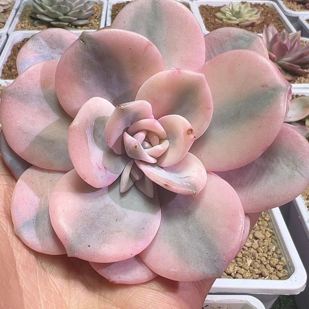 奶茶锦多肉植物，，
