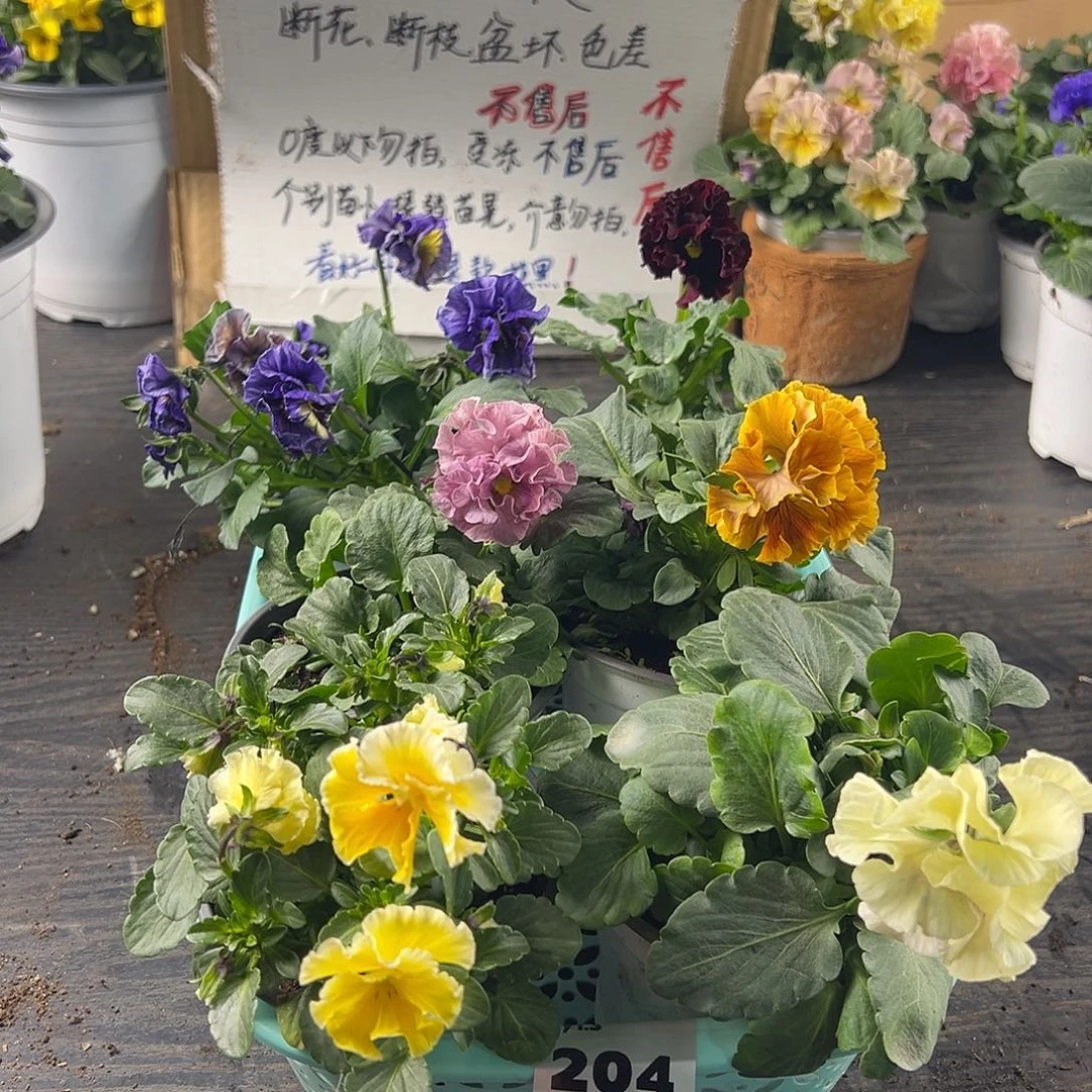 大部分花苞少量开放204号