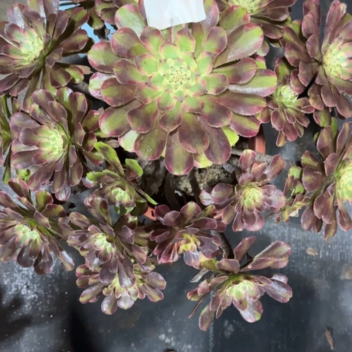 00000000305奥黛丽