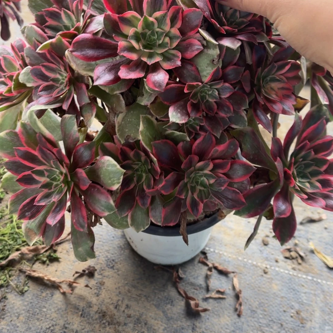 126多肉植物捧花的时候