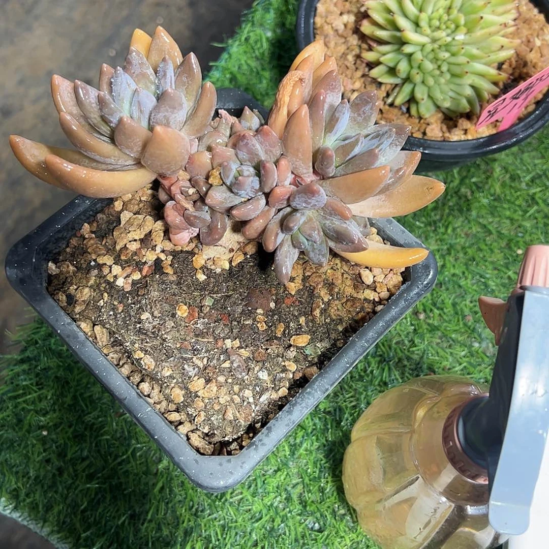 黑加伦美人多肉植物