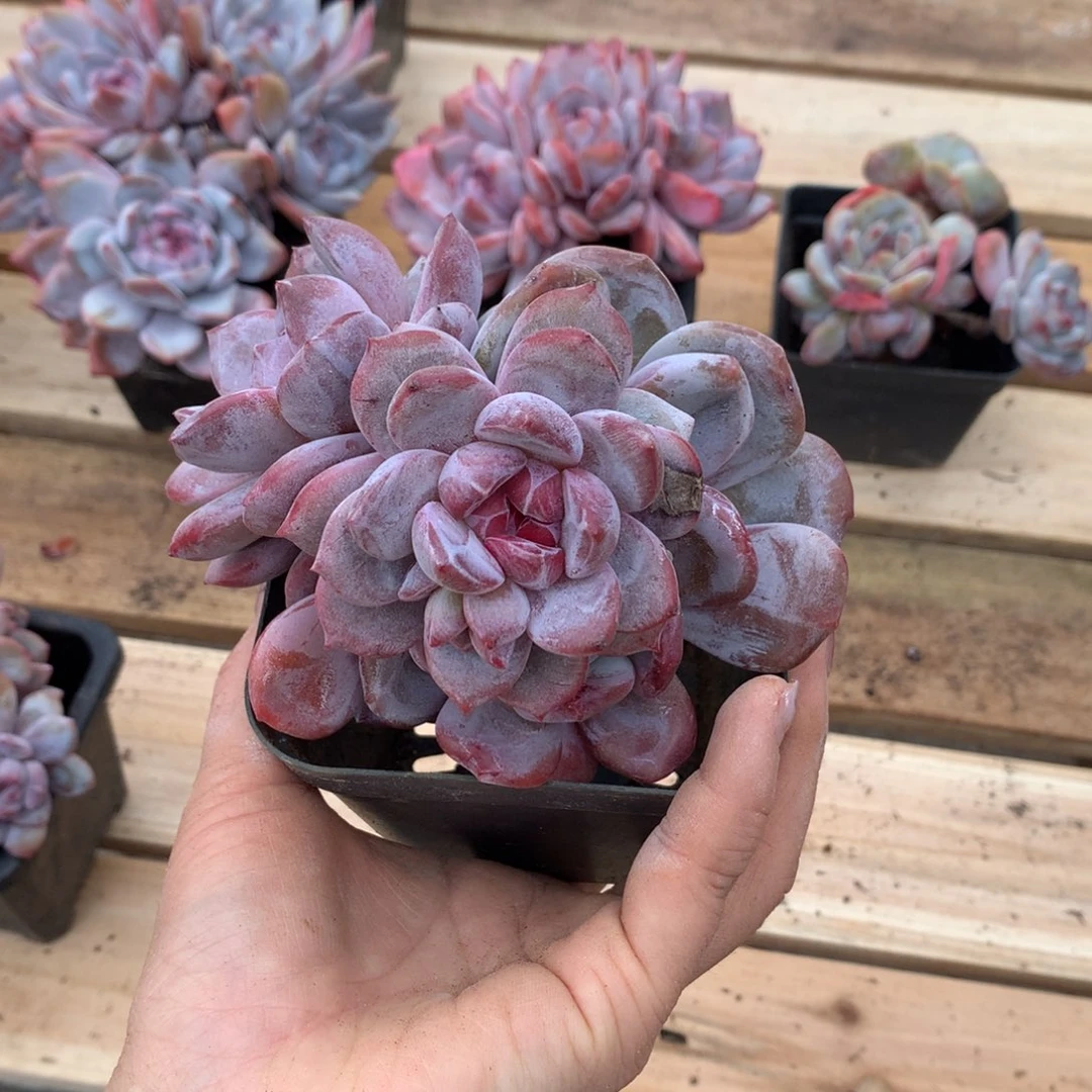 肉****人哈哈哈哈哈哈哈哈哈哈