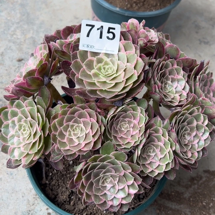 715孔雀翎25厘米半木质