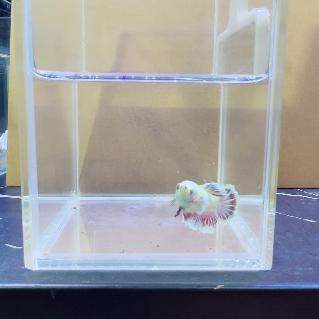 斗鱼跑单小黑屋12