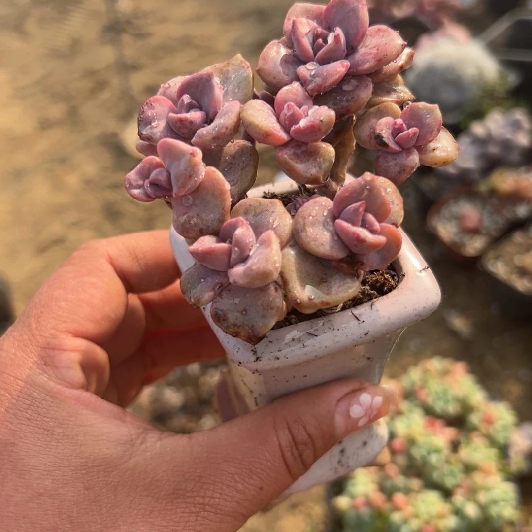 多肉植物多肉植物