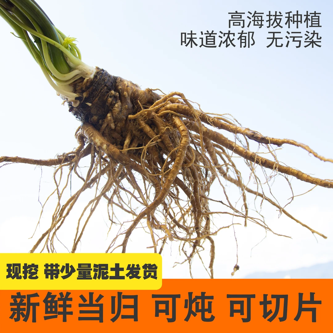 新鲜当归四川甜当归炖排骨煮鸡蛋晒干切片现挖商用自己吃