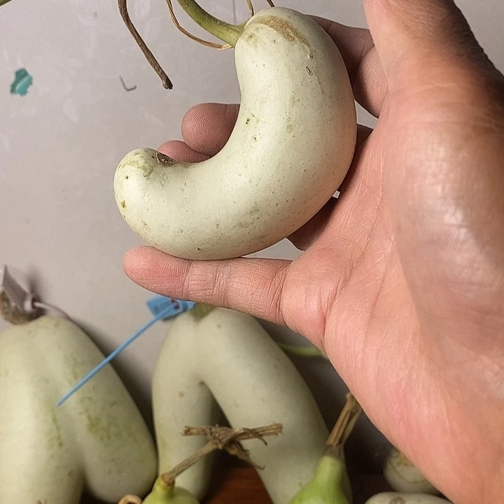 @***涛青皮腰子葫芦手把件摆件