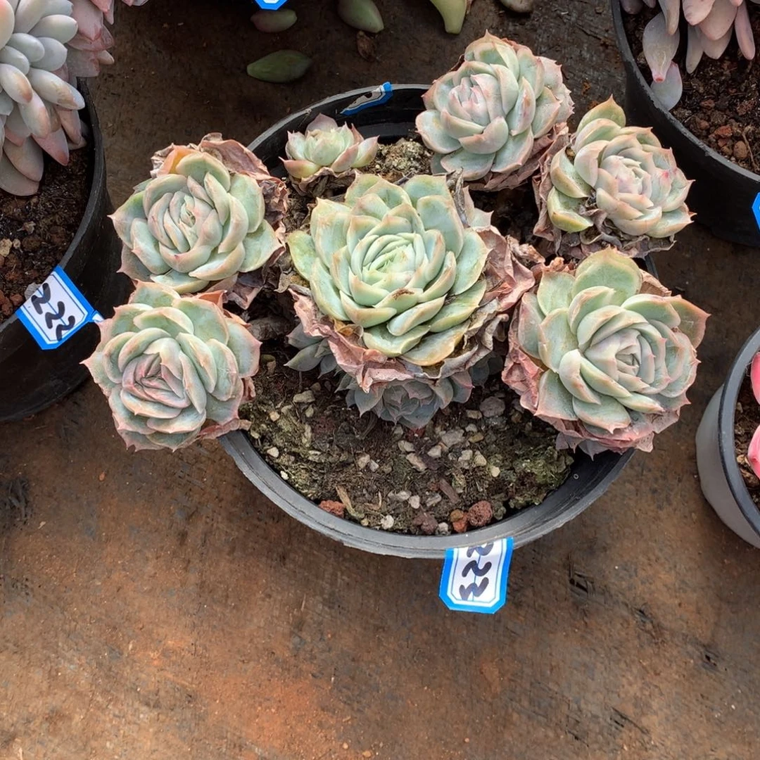 223吸纳 一物一拍多肉