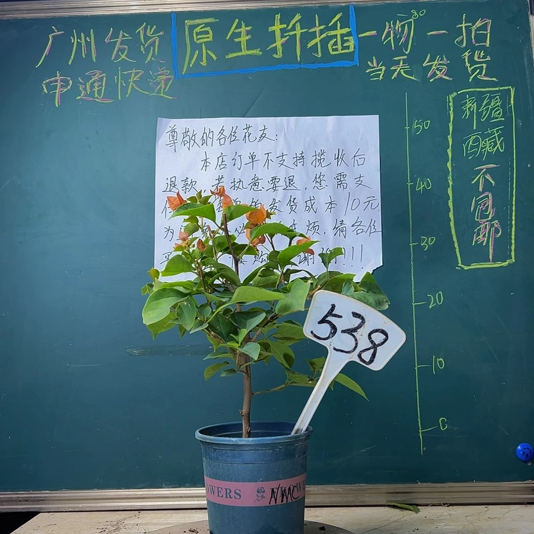 当前无花栽培后可以开花 柠檬橙 538