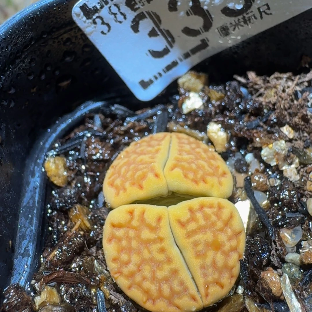 Ssss精品生石花333