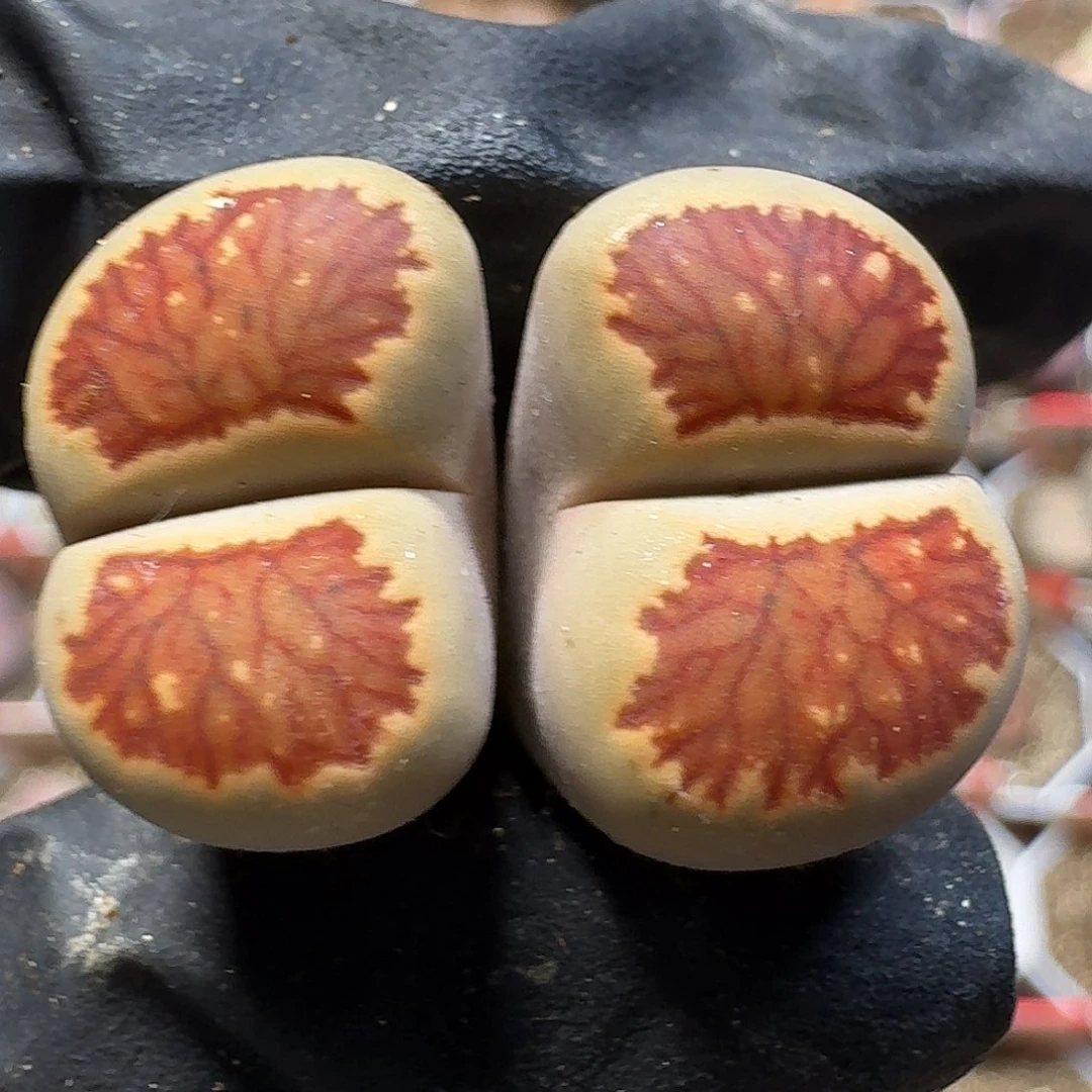 生石花33:：：。  98