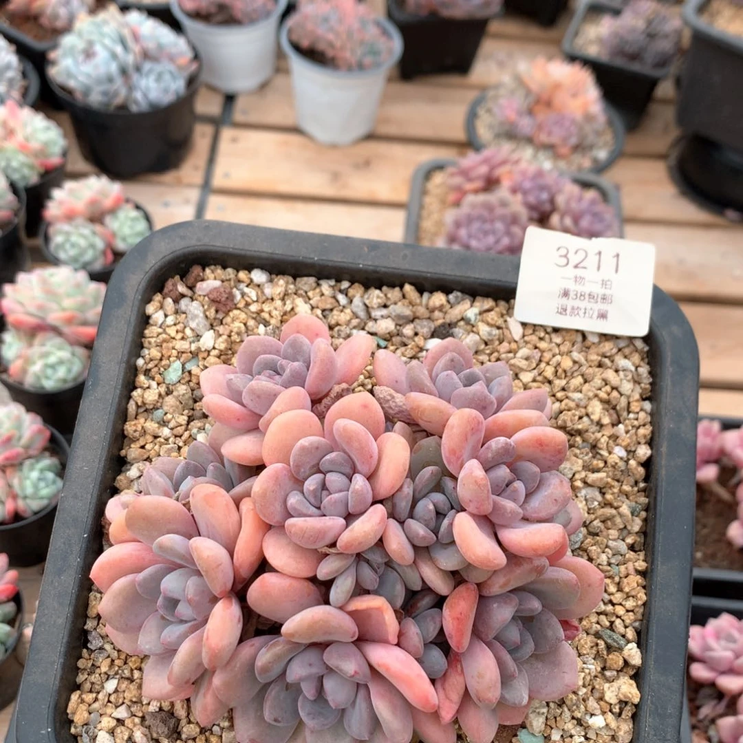 13.5厘米13头花斑鹿3211