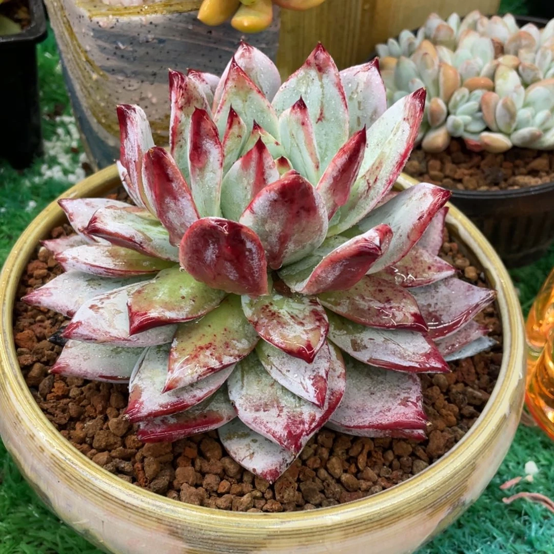 祖母绿多肉植物盆栽