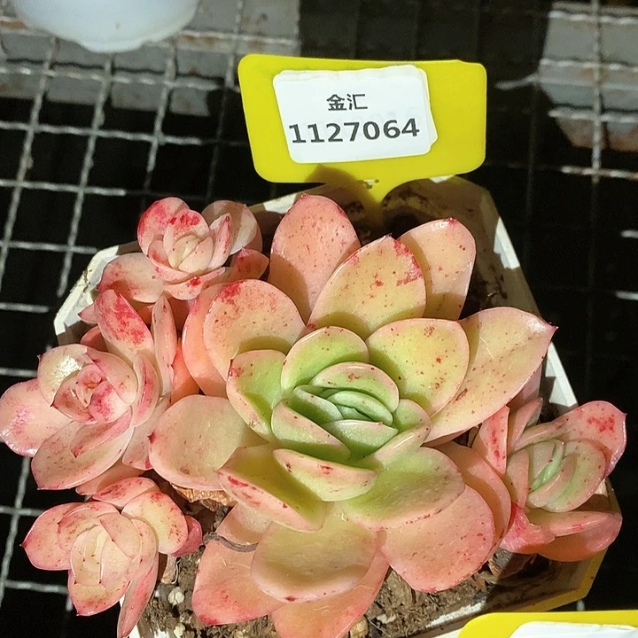 福利多多。1127064