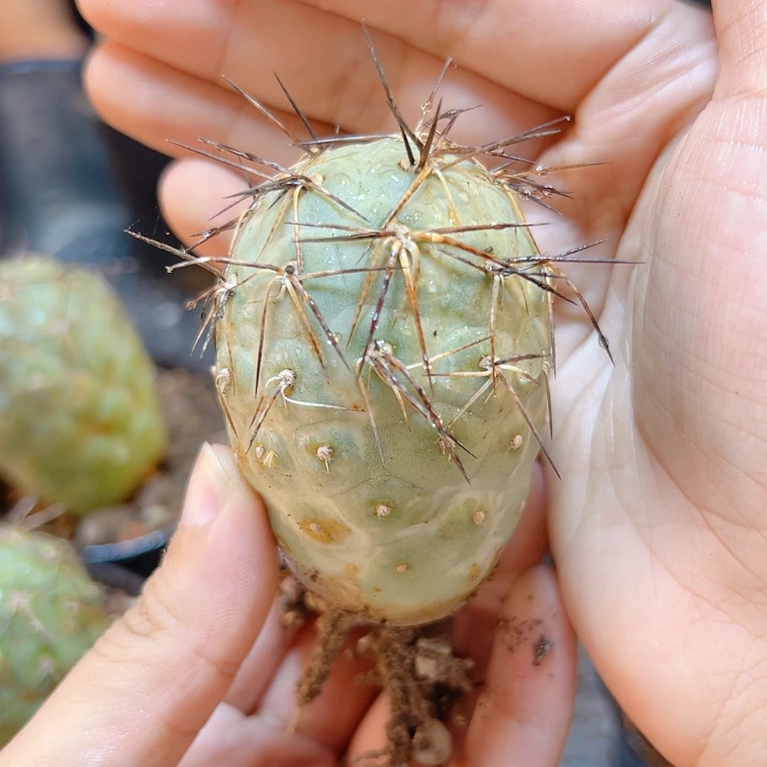 自根强刺习自野3.8公分