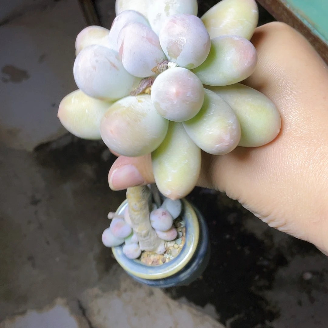 H****多肉植物的生长发育和