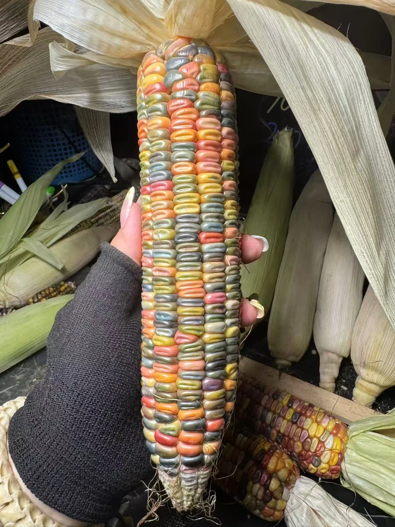 直播间现开文玩玉米开盒