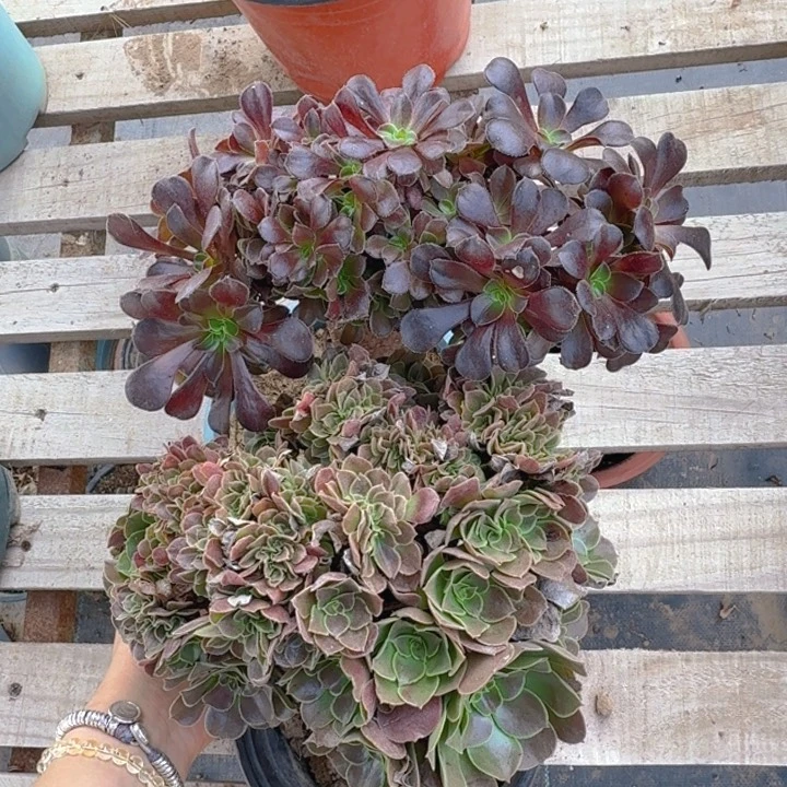 两颗特价01号法师