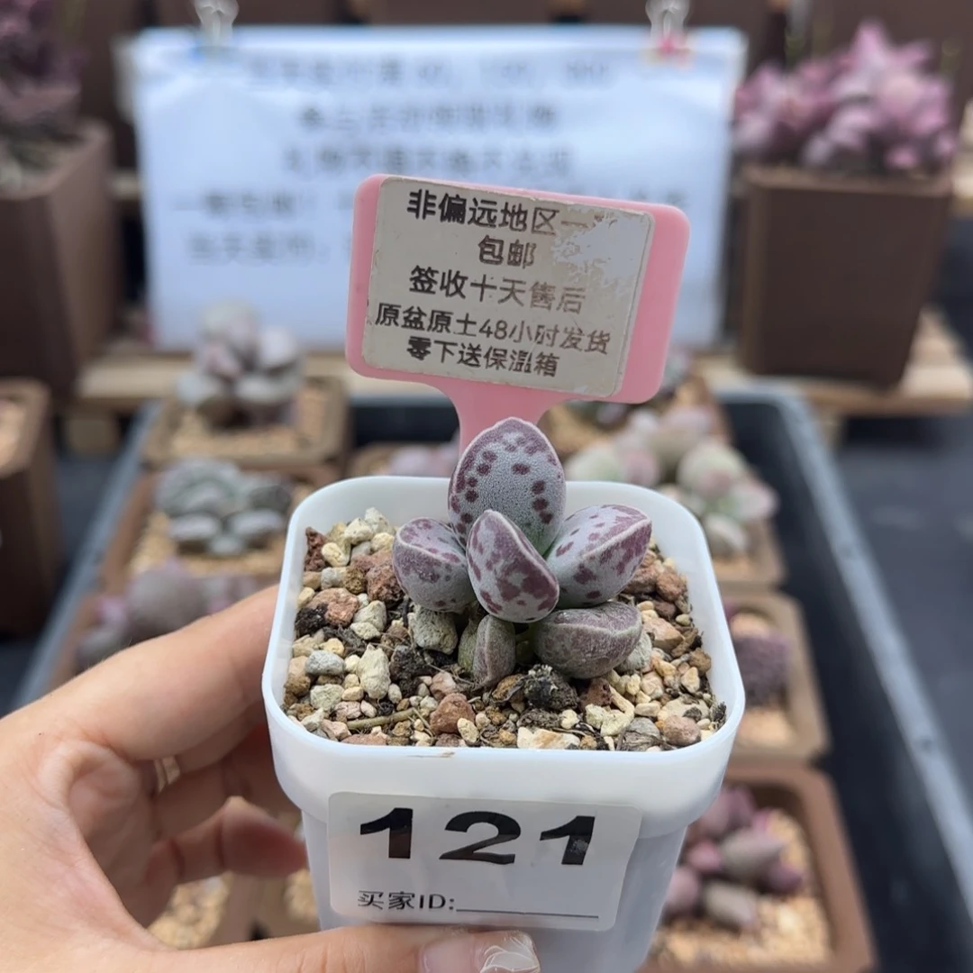 121艾薇蛋多肉植物