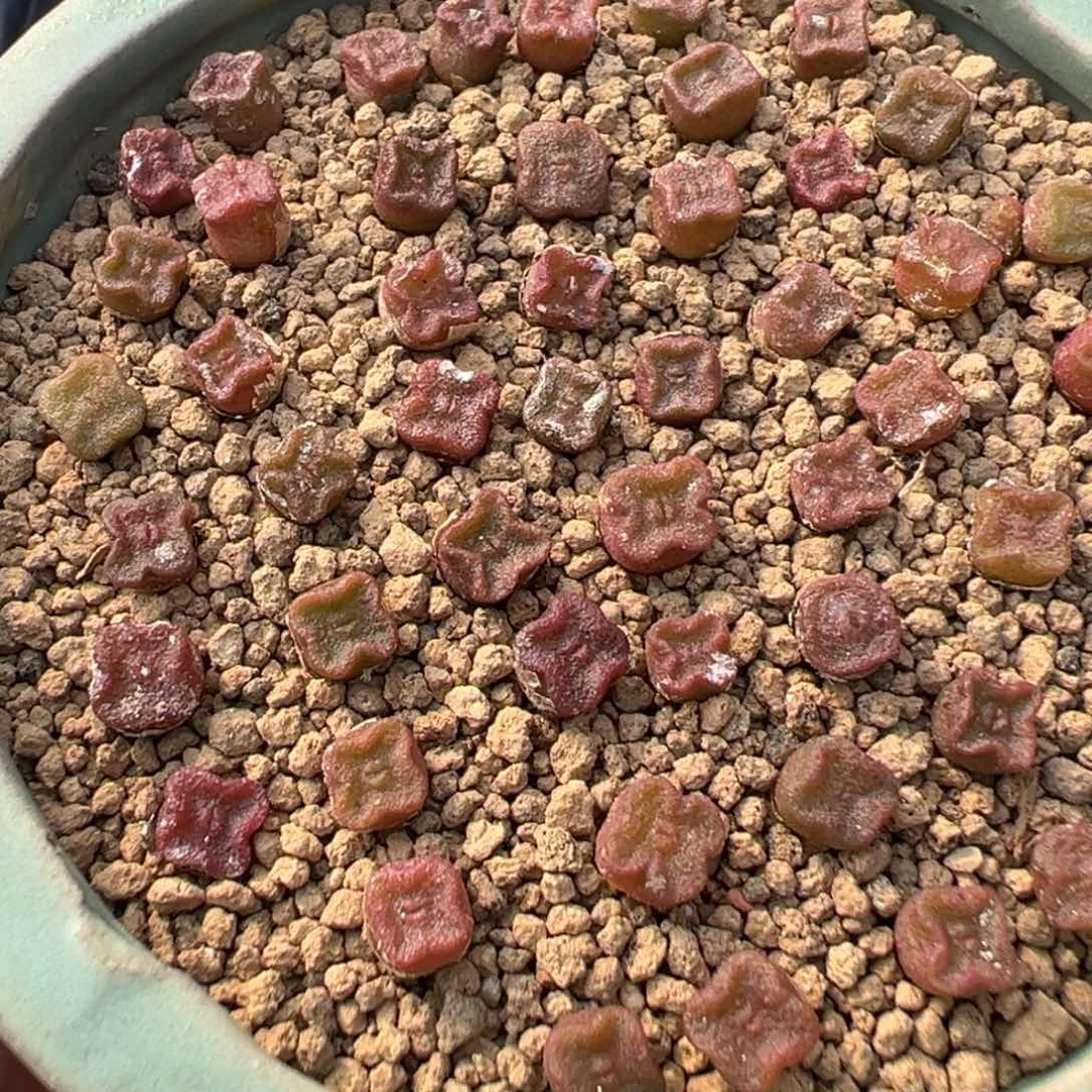 量拍园艺方糖肉锥10颗