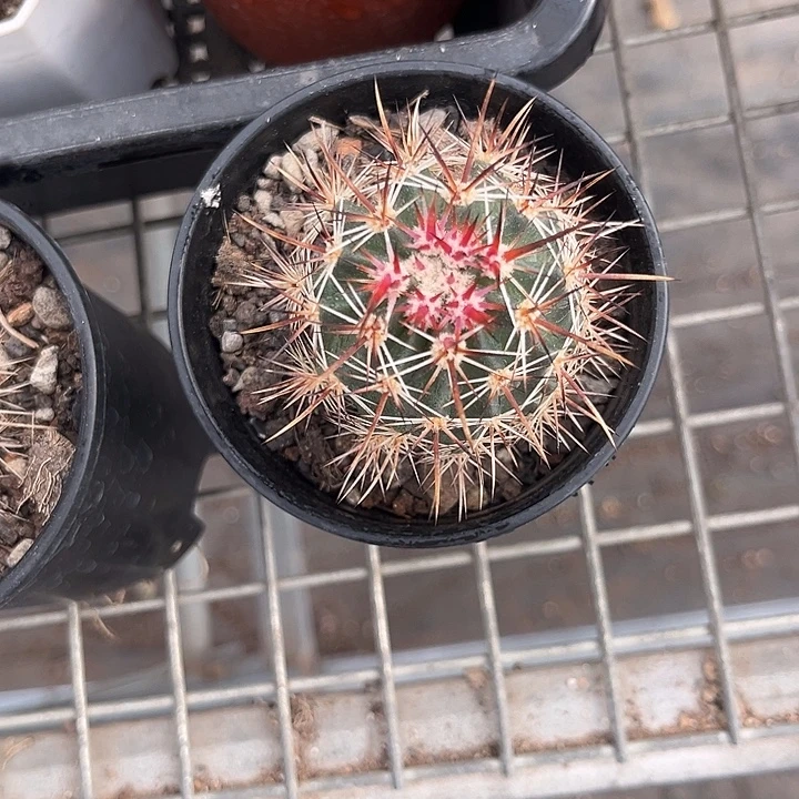 我也不知道我为什么会这么