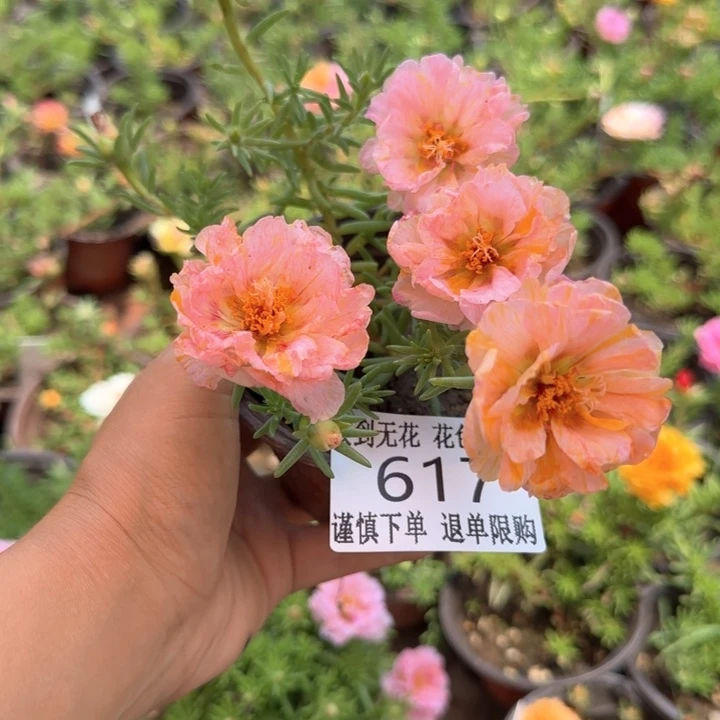 全部花朵617超小苗盆口10cm