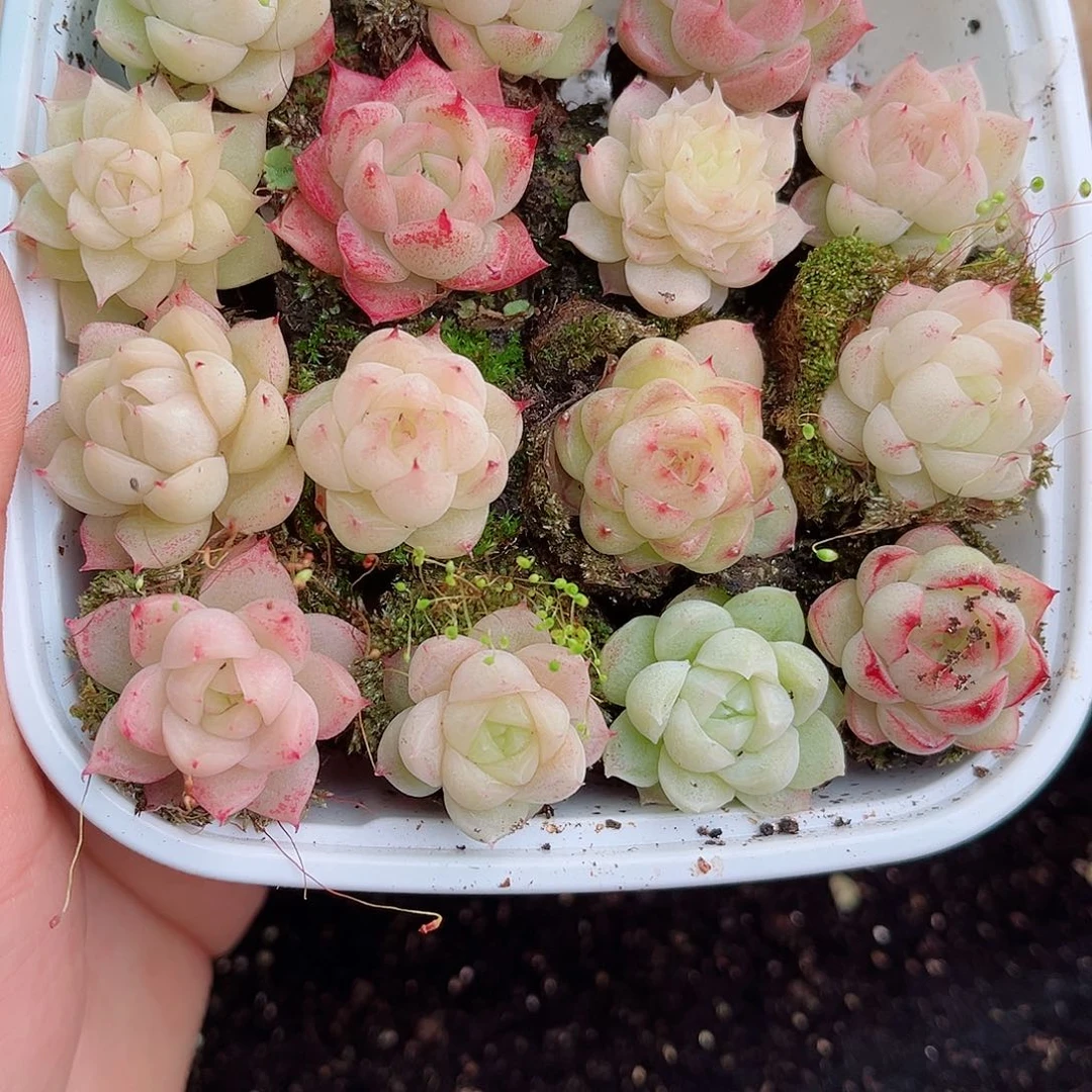 1-749 新疆西藏内蒙不发零度以下拍保温箱不拍不包损