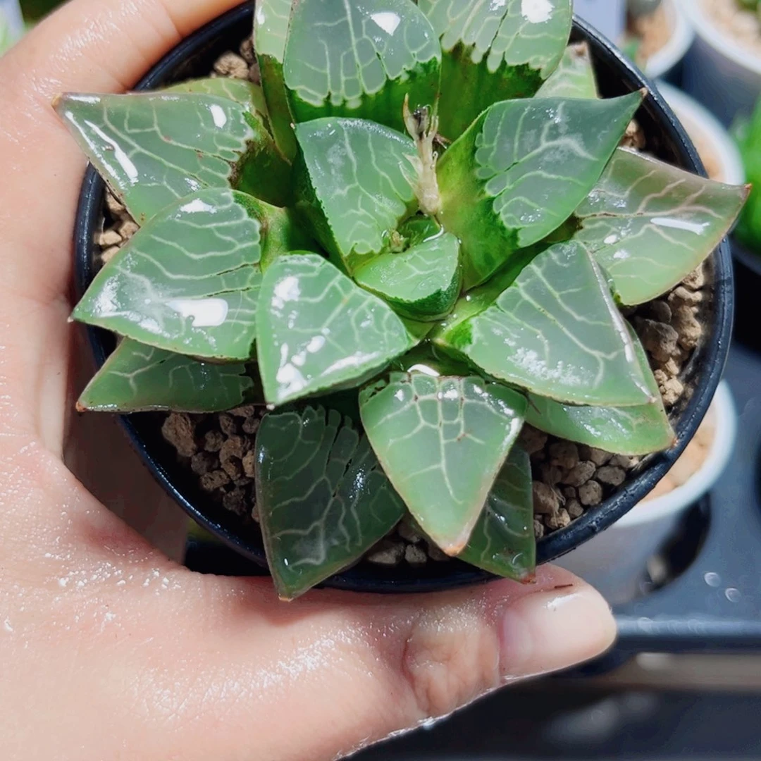 火凤凰克多肉植物6666