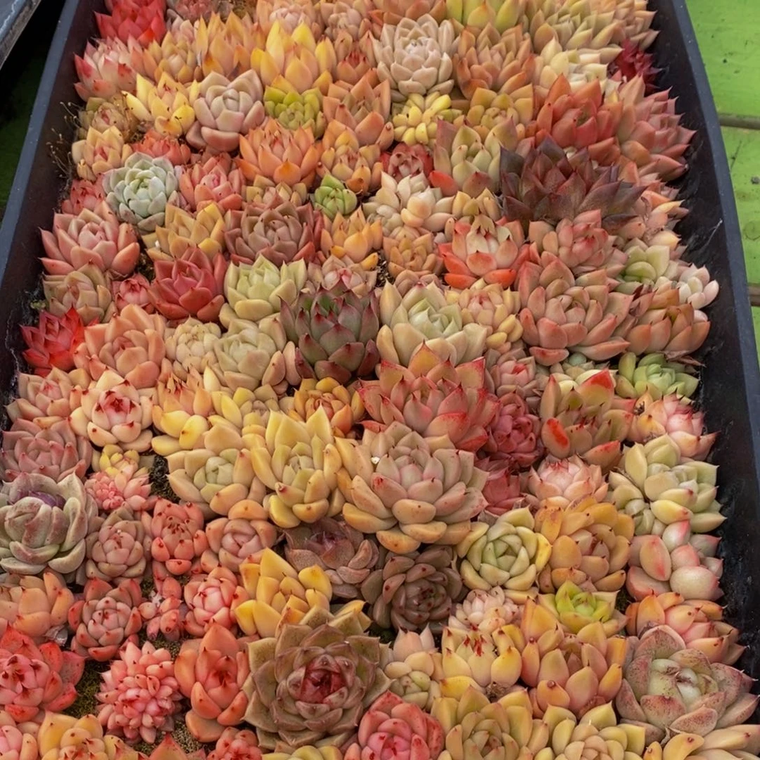 123多肉植物保护研究所所长助理研究员等