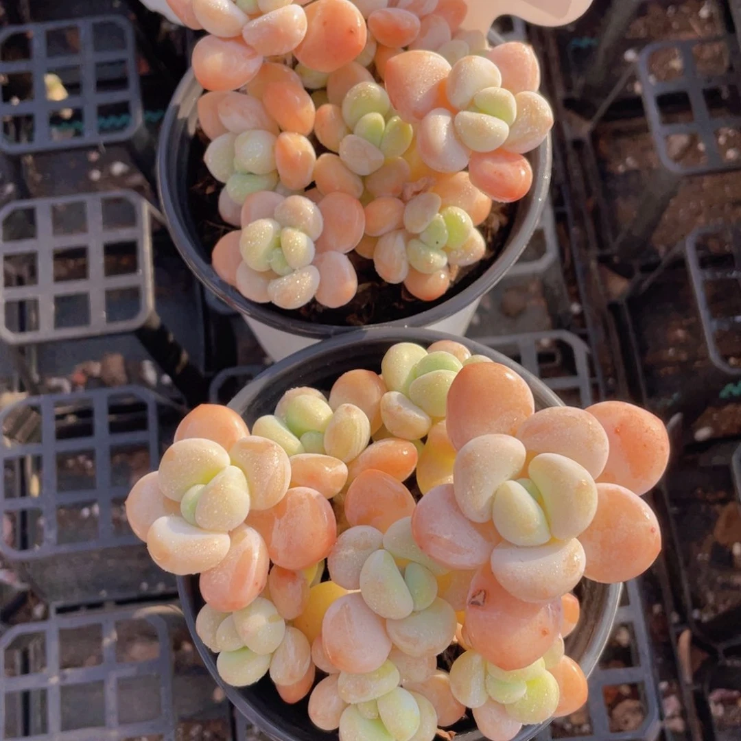 269号 老桩丸叶洛神群一个