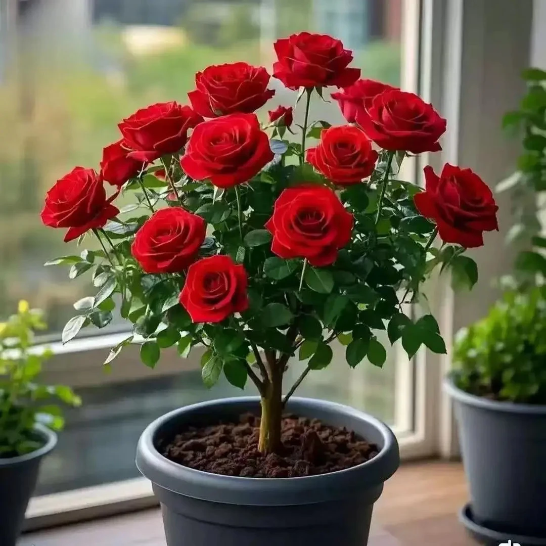 【香水玫瑰】浓香型玫瑰花盆栽花卉绿植庭院内外阳台老根耐寒花大全