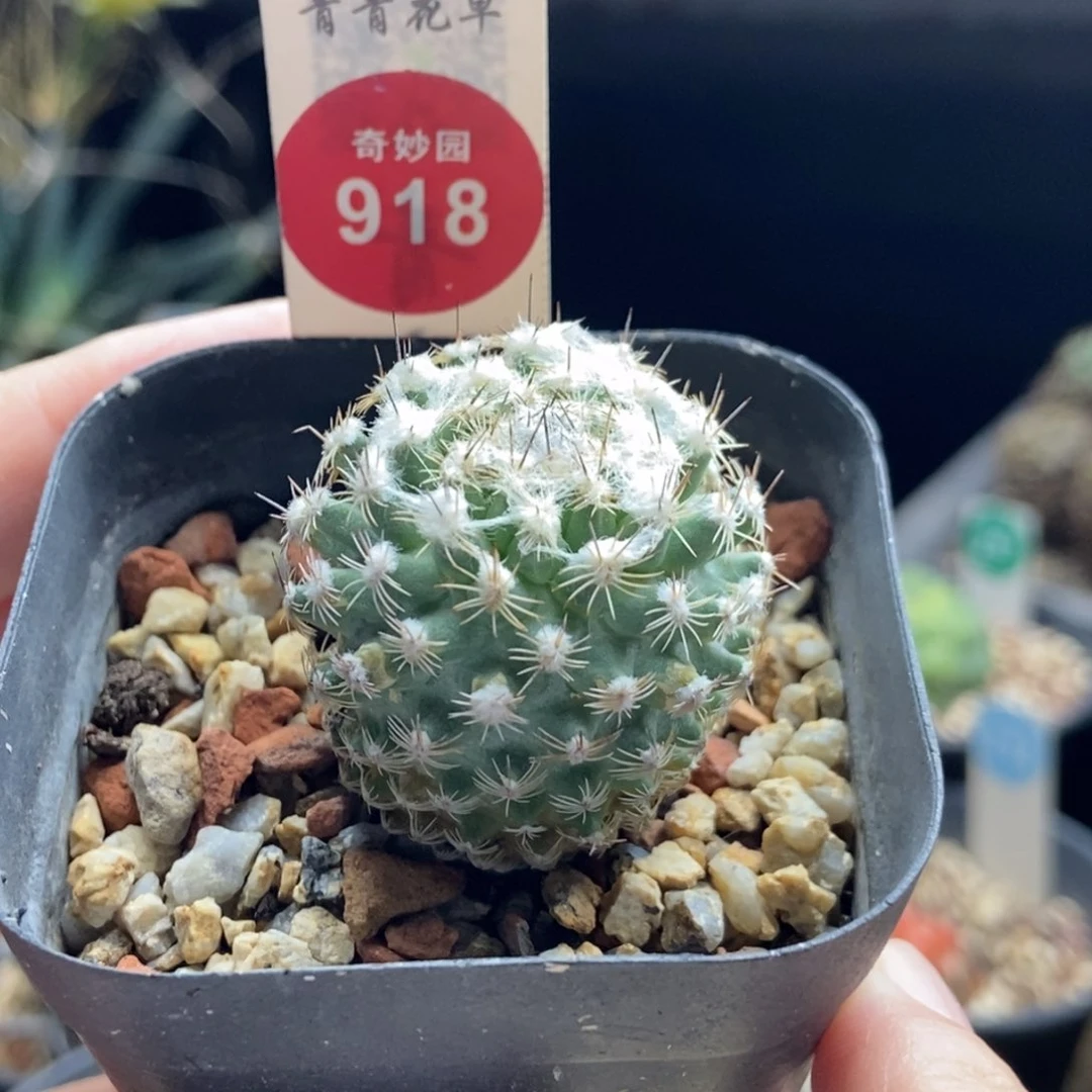 实生雪顶海胆娇丽3.1cm