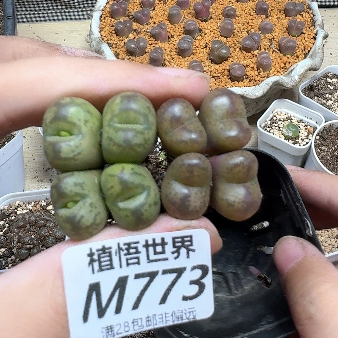 多肉植物的人生的人