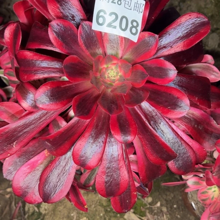 6208美杜莎多肉植物
