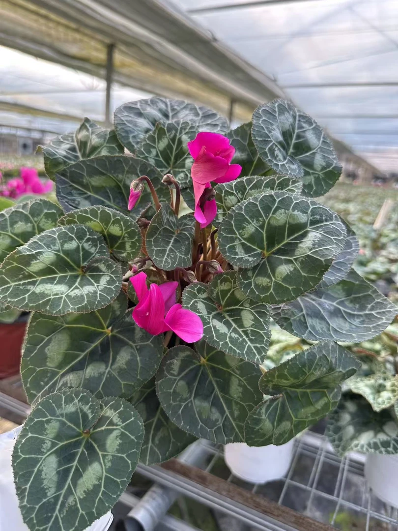 花购   仙客来 （ 紫色）   140盆