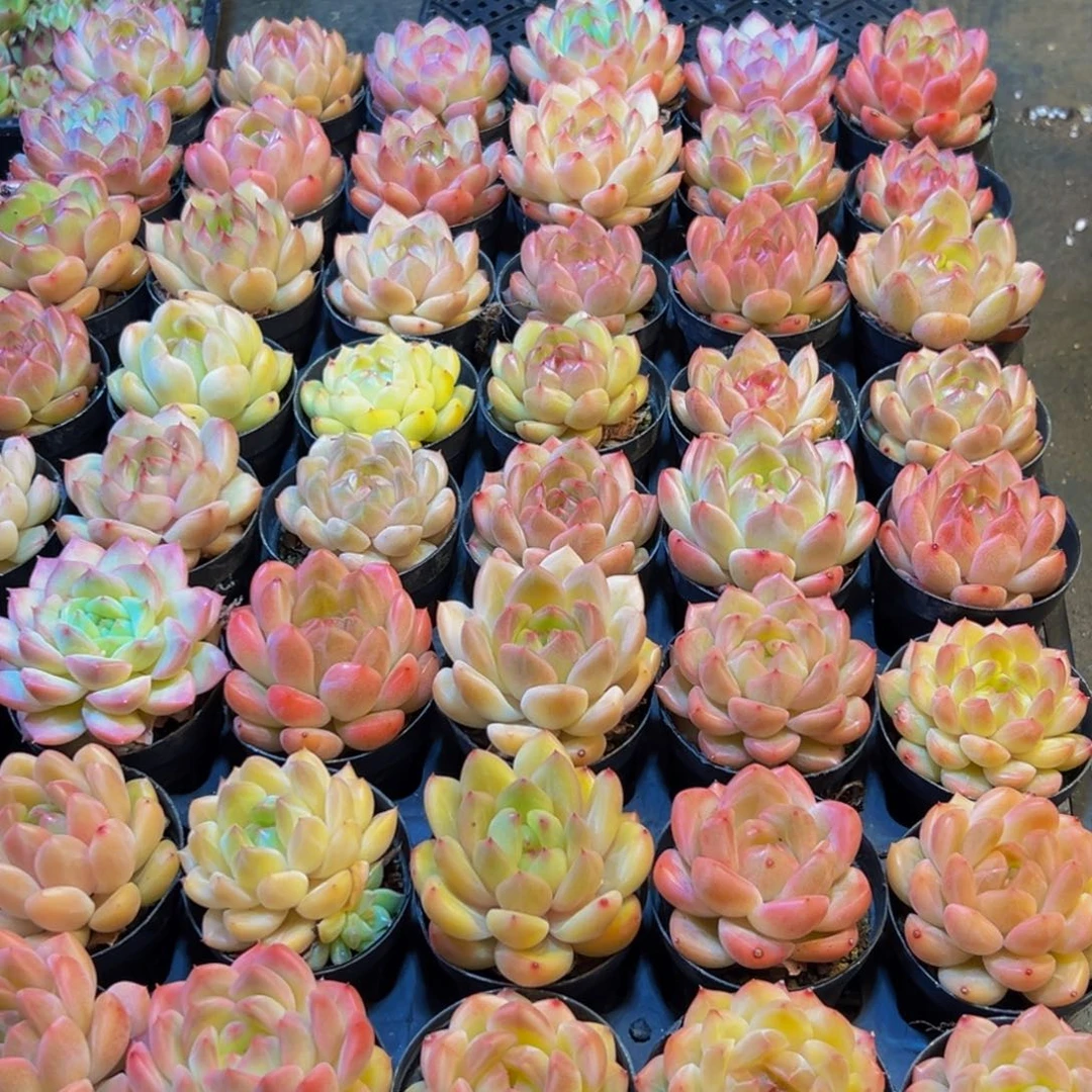 平***心279多肉葡萄的味道是真的很好吃的