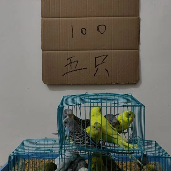 虎皮鹦鹉虎皮鹦鹉鹦鹉6只