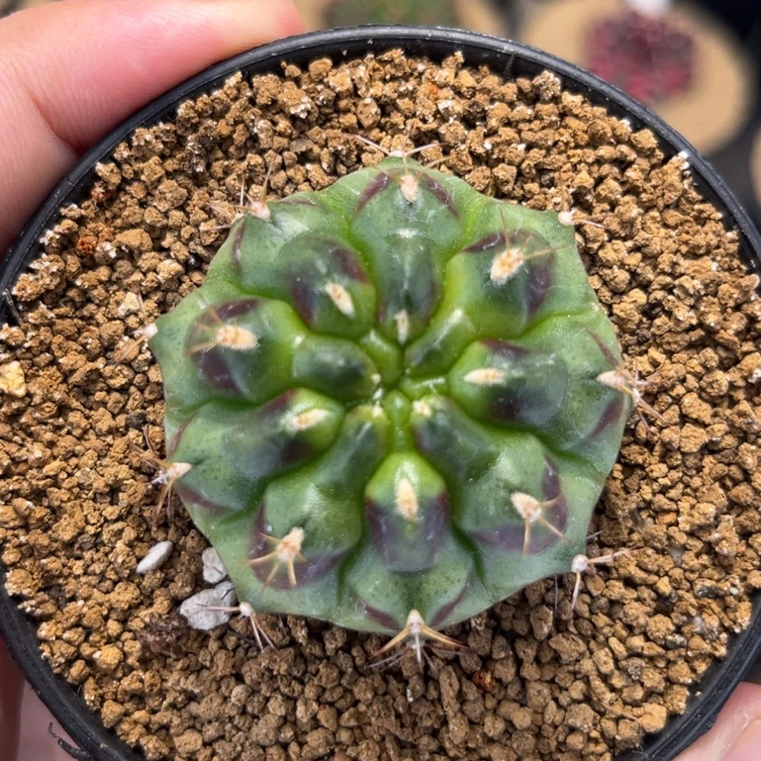 花环米哈仙人球56