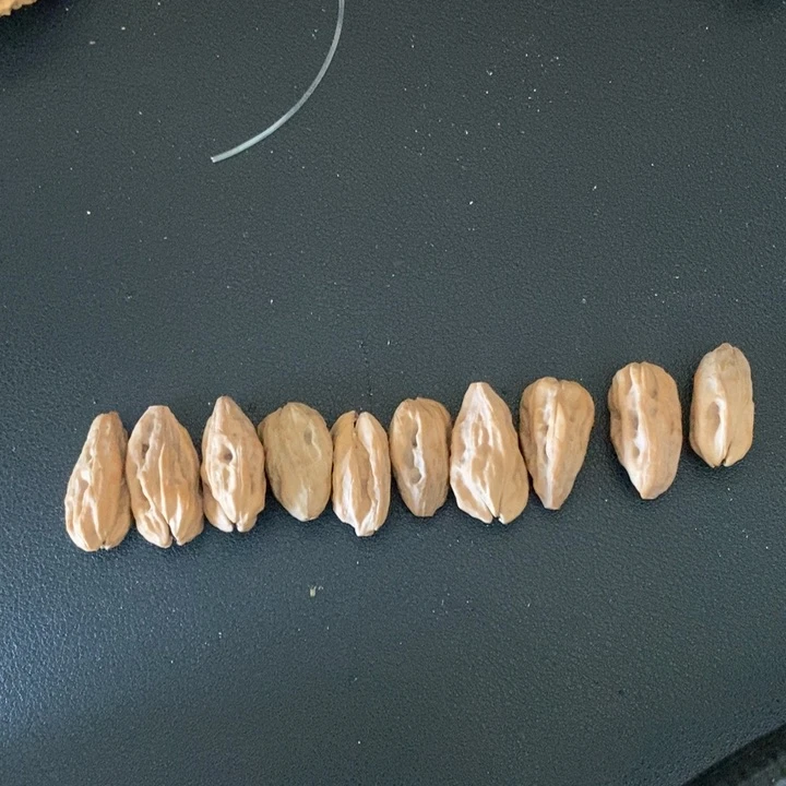 瓜条异形 笑口常开 10颗