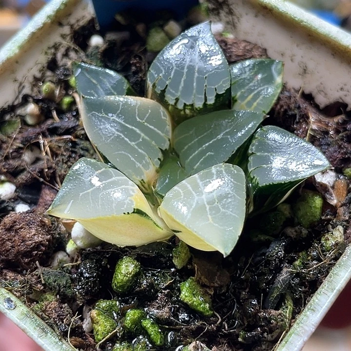 533花影锦特选福利
