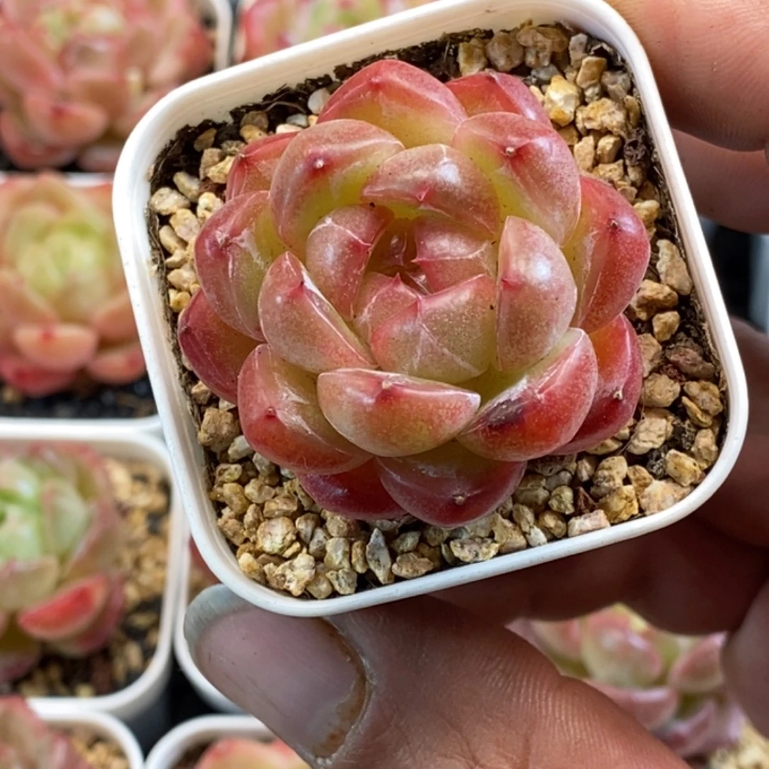 天官赐福百无禁忌