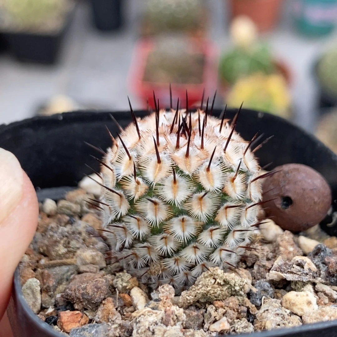 植播园艺红刺直刺佩雷