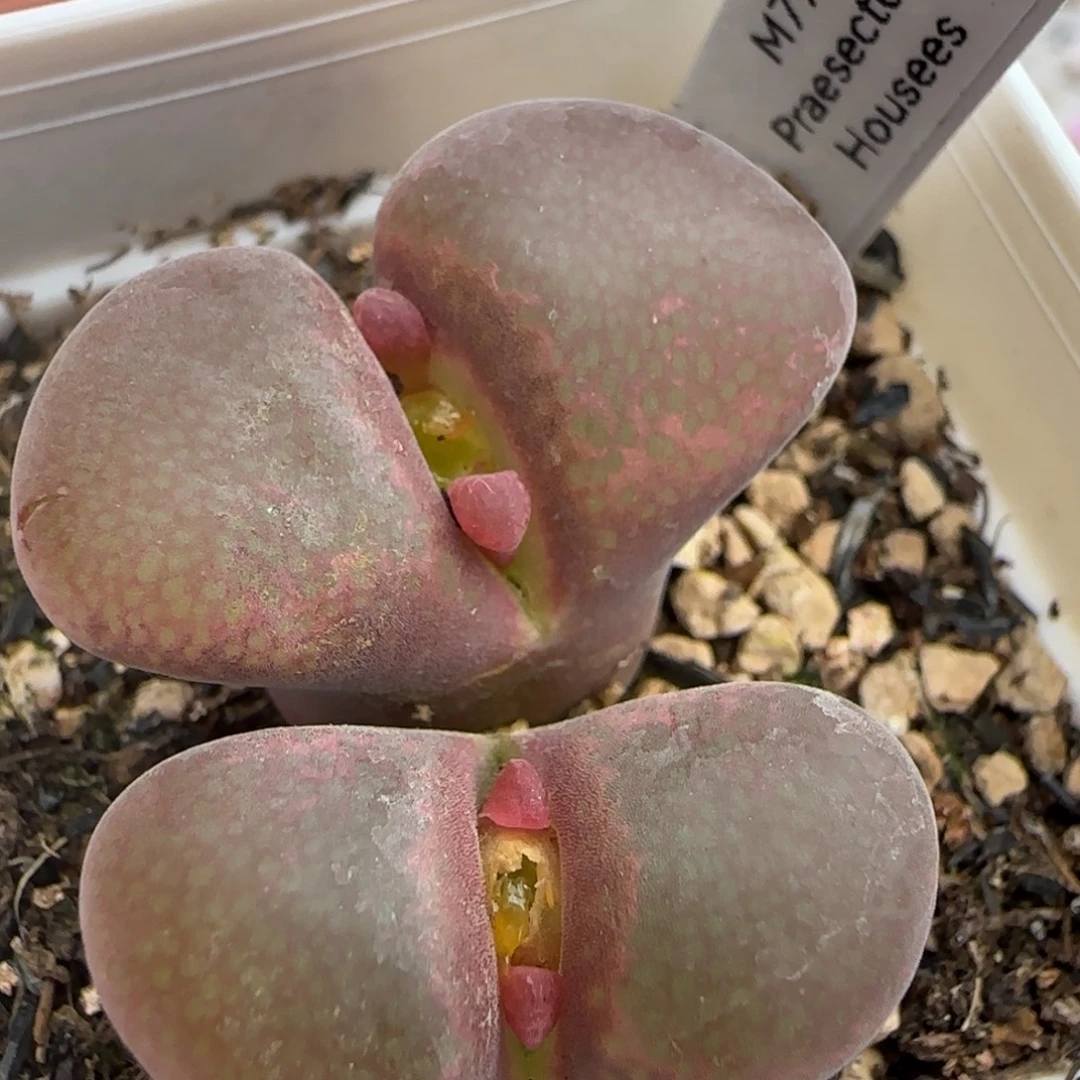 A014编号风铃单头2.8厘米